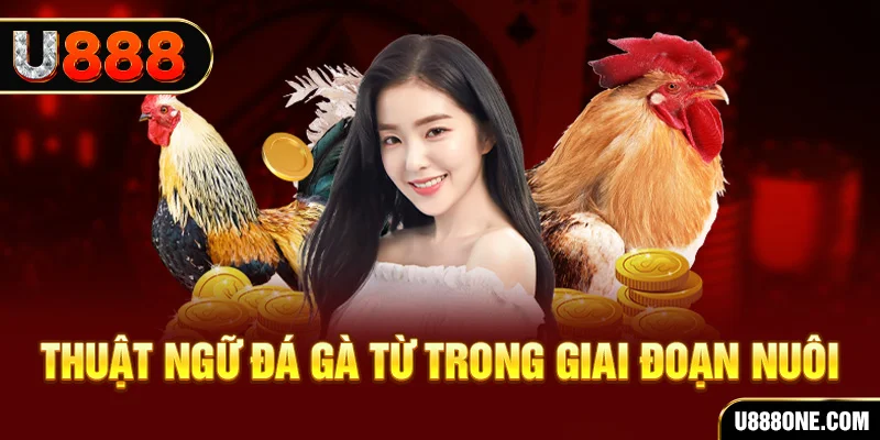 j88vip xổ số miền bắc 90 ngày